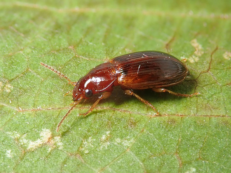 Carabidae: Bradycellus verbasci